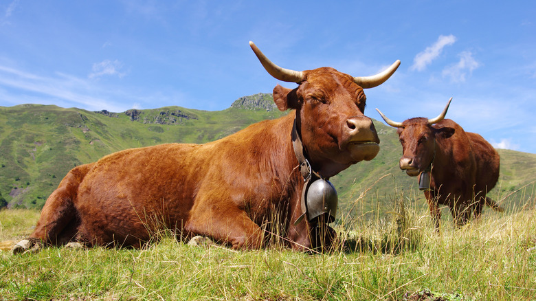 Salers cows in grass