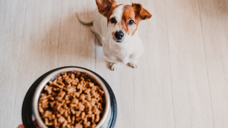 Puppy waits for food dish