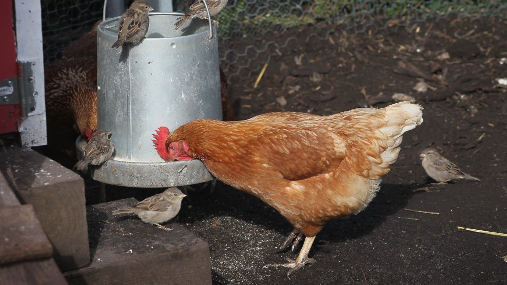 Chicken at feeder in pen