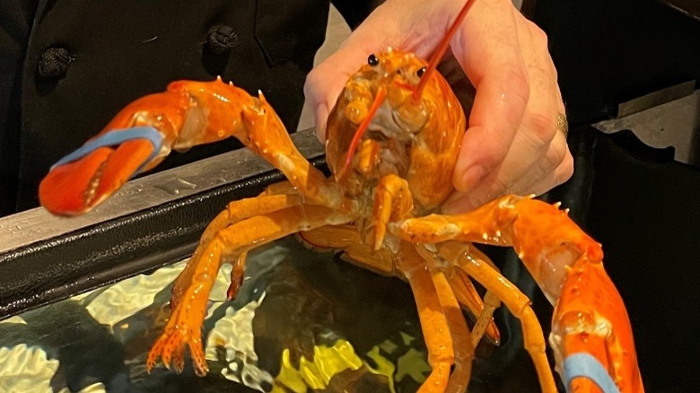 man holding rare orange lobster