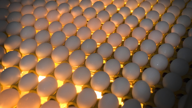 eggs being candled