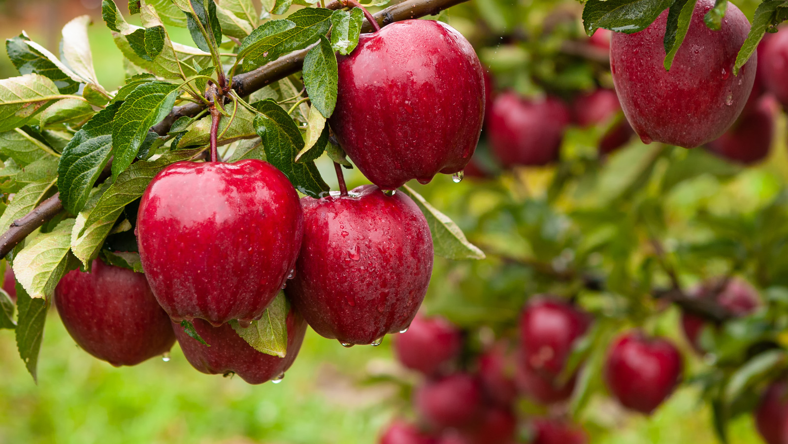 The Real Reason Red Delicious Apples Aren t Actually Delicious At All