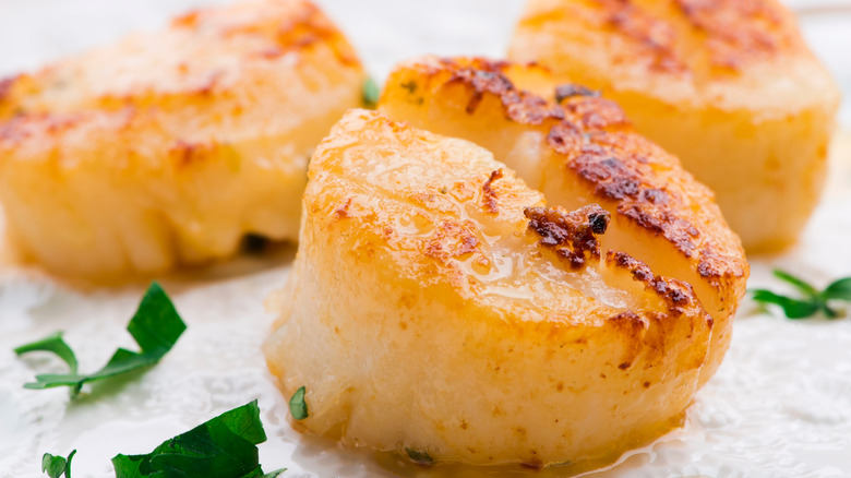 Close up seared scallops