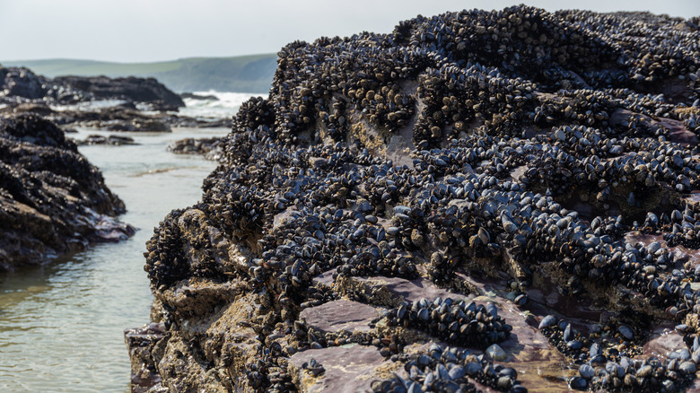 Mussel beds on coast