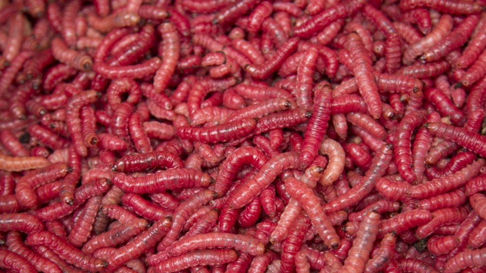 Red maguey worms 