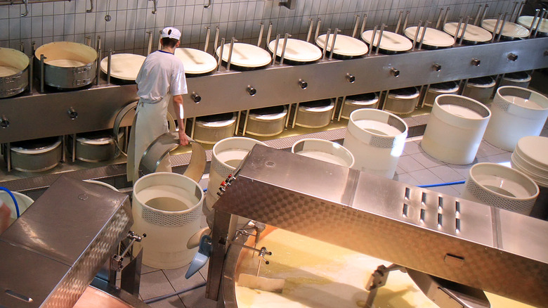 Making cheese in a plant