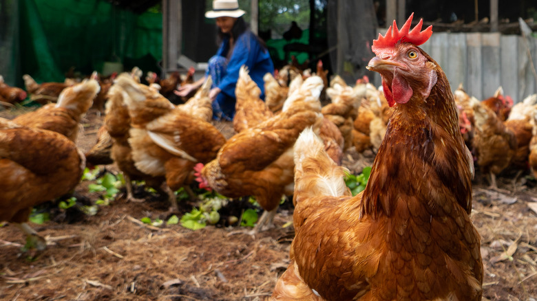 live chickens