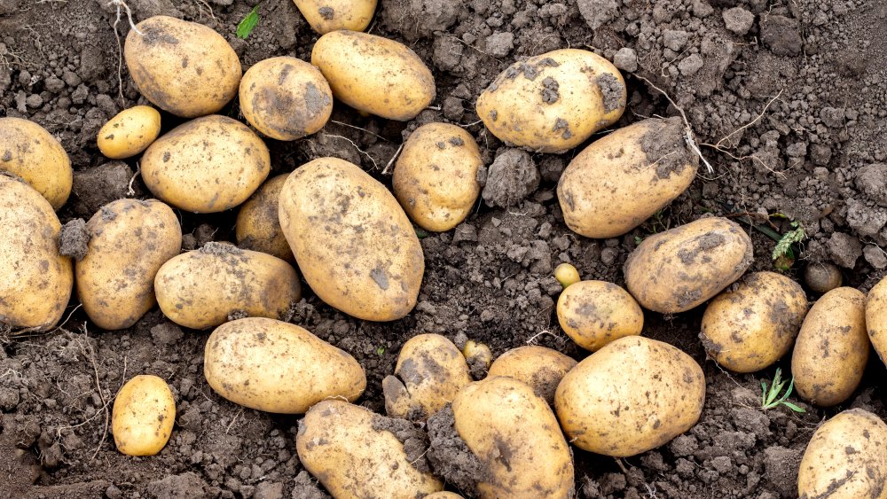 Potato crop