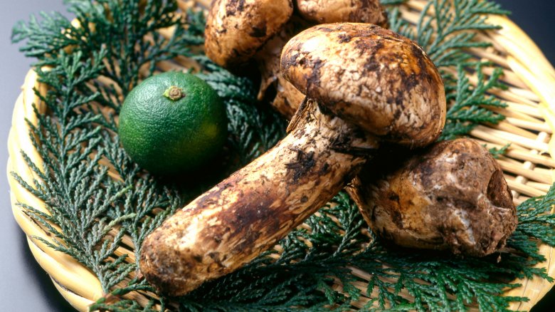 Matsutake mushrooms