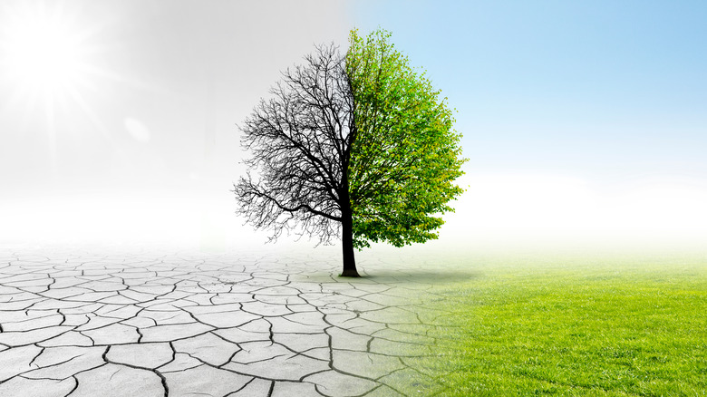 Tree divided by two different environments