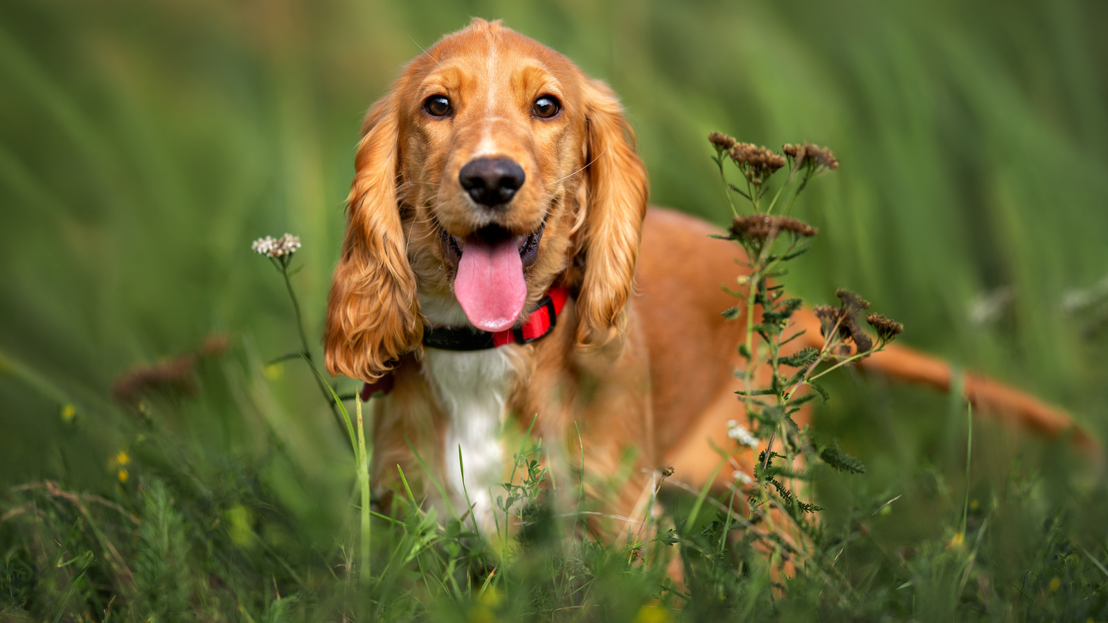 The Real Reason This Scottish Distillery Uses Dogs For Quality Control