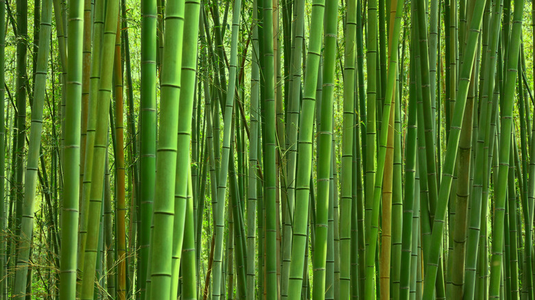 Bamboo