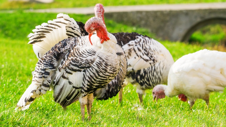 turkeys standing in grass