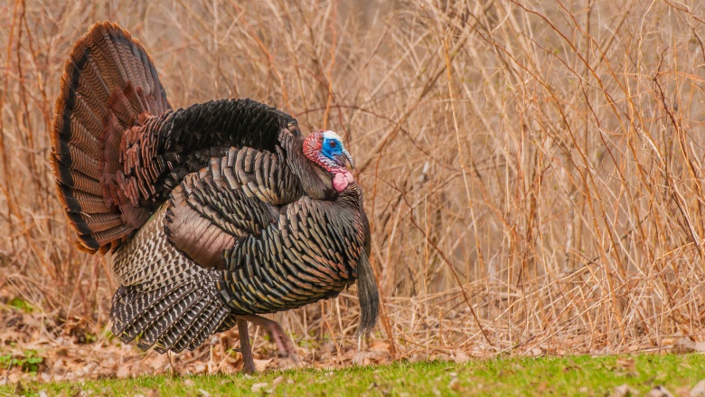 The Reason Turkey Is Our Go-To Bird On Thanksgiving
