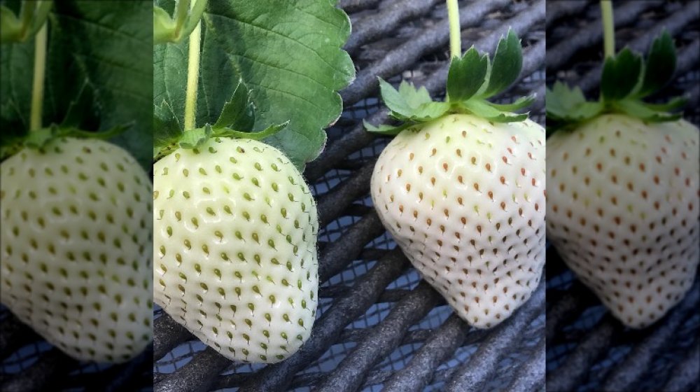 white strawberries