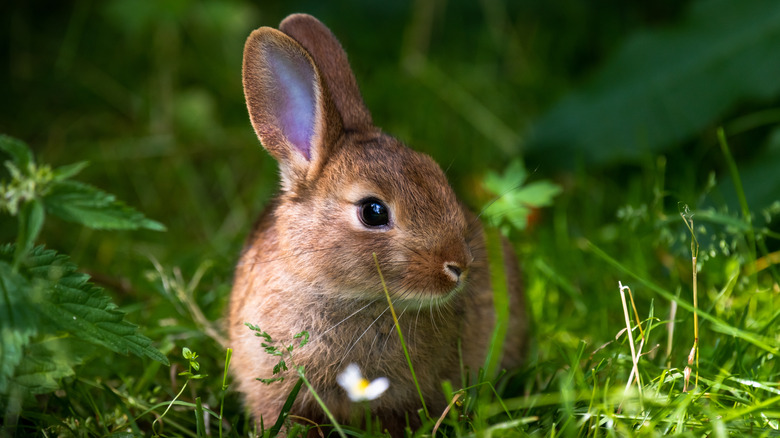 Brown rabbit in the grass