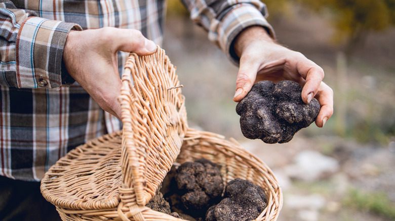 Man holding black truffle