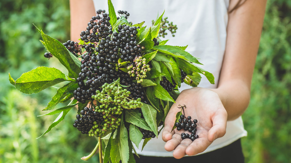 girl holding elderberry plant and berries