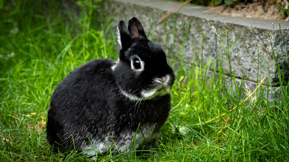 black bunny rabbit in grass