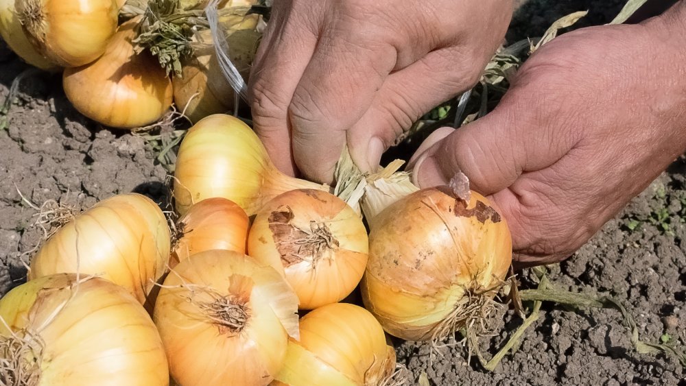 Farmer harvests onions