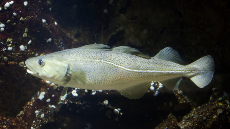 Atlantic cod