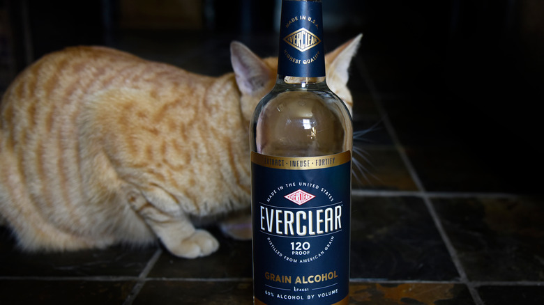 Bottle of Everclear with a cat