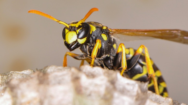 wasp