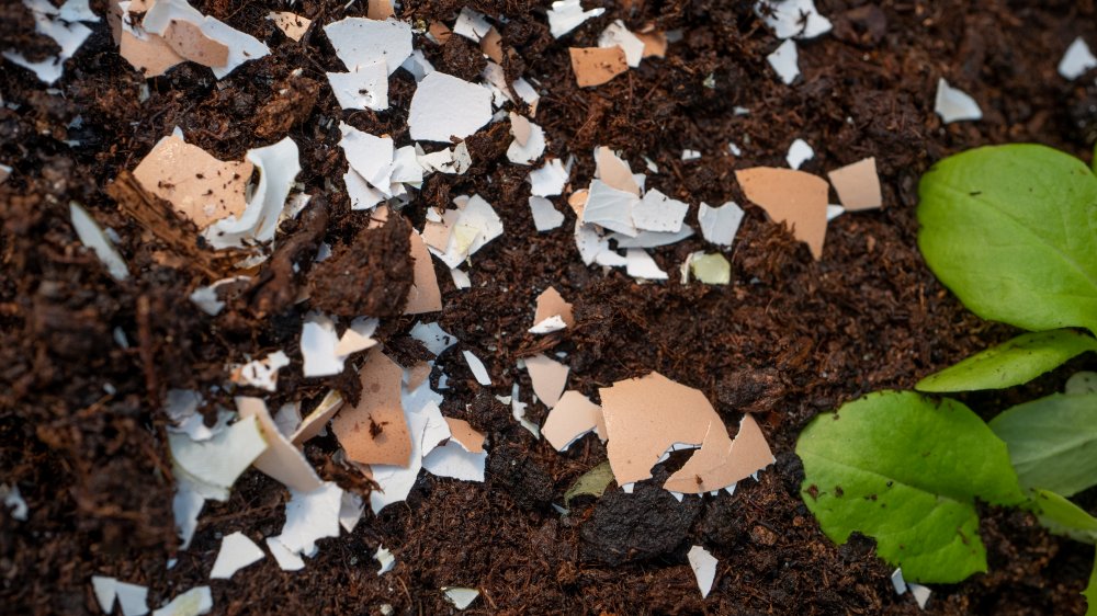 Crushed eggshells in soil