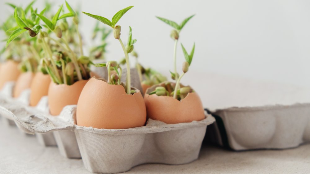 Seedlings grown in eggshells