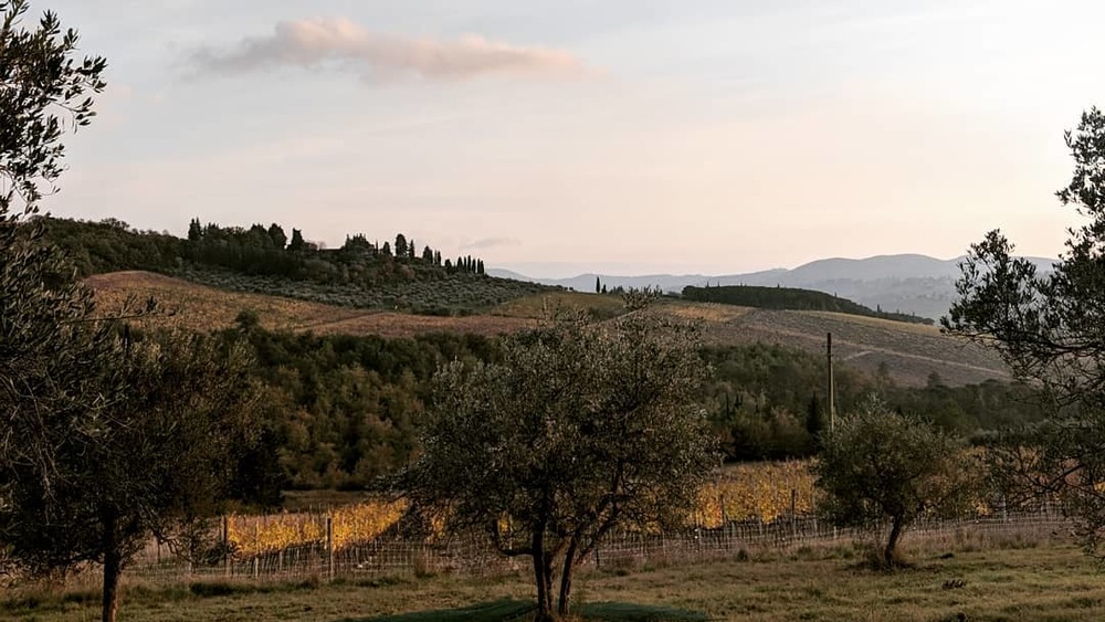 Extra virgin olive groves in Chianti