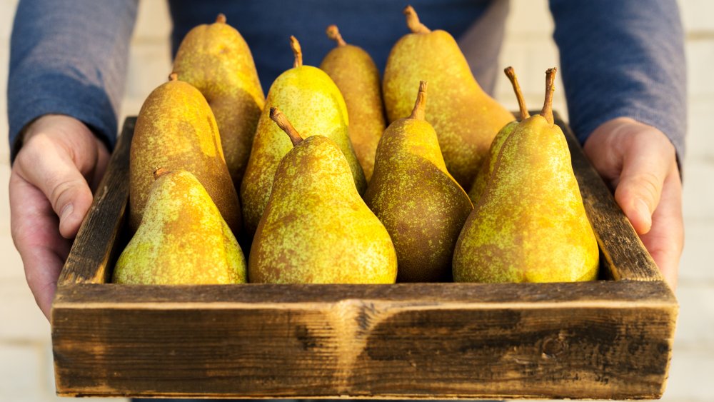 Three Ripe Yellow Skinned Pears Slightly Imperfect Fresh Organic