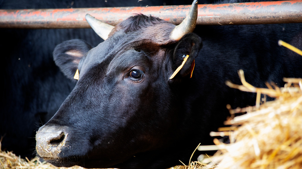 american wagyu genetic testing