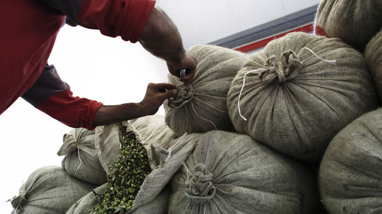 A farm worker uses a knife to untie sacks of harvested olives at an olive oil processing plant in the Kalamata district village of Messini, Greece.