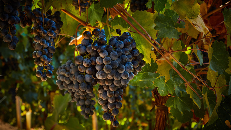 Lambrusco grapes on the vine