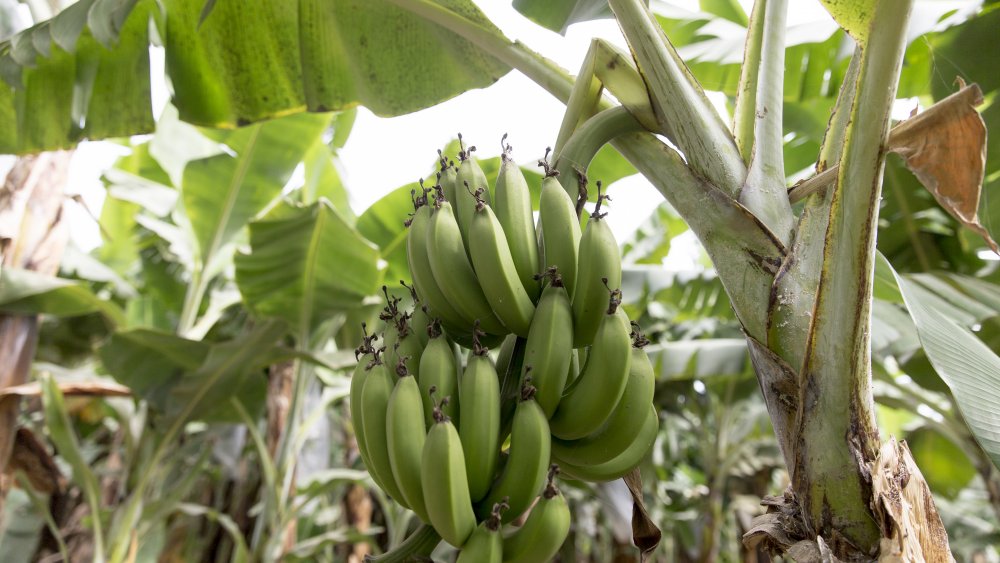 bananas on a farm