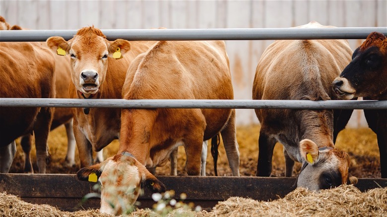 Cows eating hay through bars