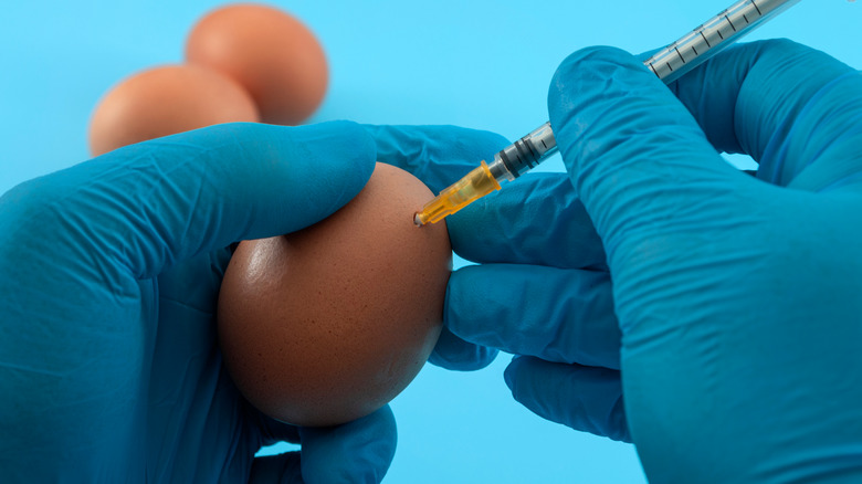 A person injecting chemicals into an egg