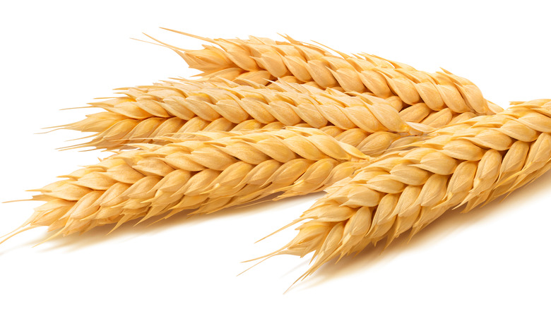 Heads of wheat