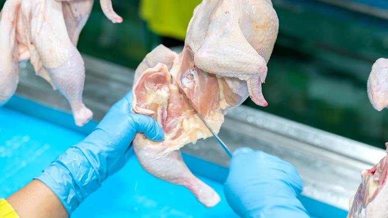 Hands cut a chicken leg quarter