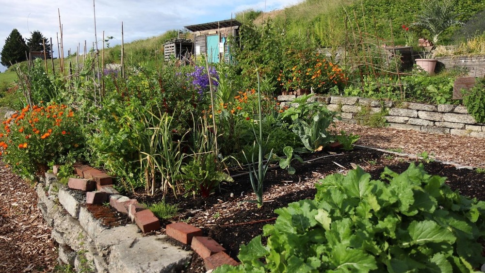 Free food forest in Seattle