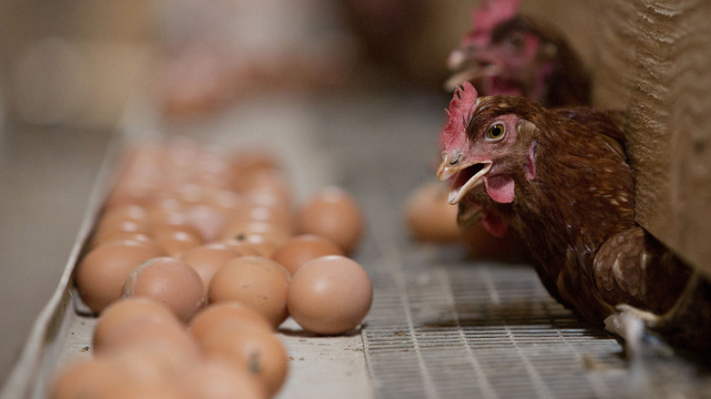 Hens with eggs in barn