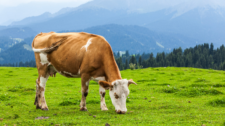 Brown and white cow grazing in field with mountains and trees in background