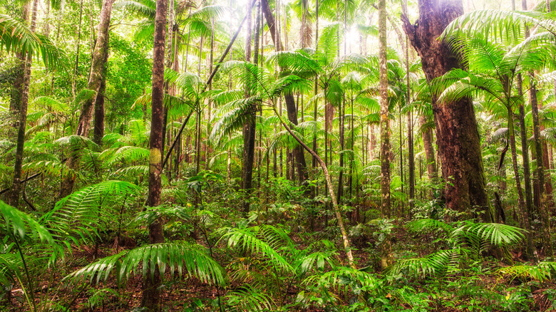 Fraser Island, Australia rain forest