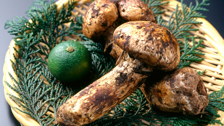 matsutake mushrooms with pine needles