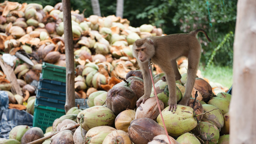 A macaque putting in the hours. 