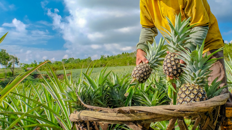 Pineapples being harvested