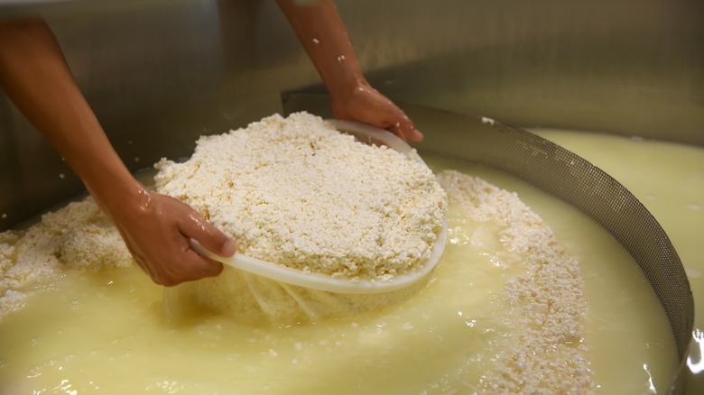 A pair of hands holding a strainer full of curds, removed from a vat of whey