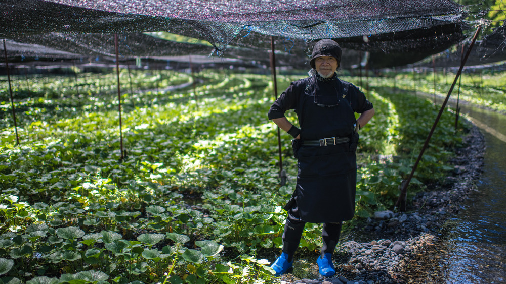 A Japanese wasabi farmer in a field