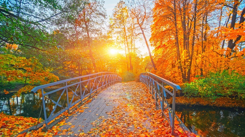 autumn landscape bathed in sunlight