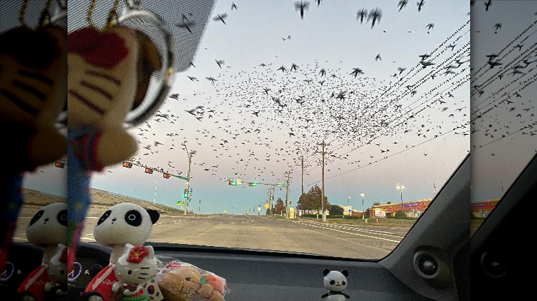 Grackles amassing for the end times